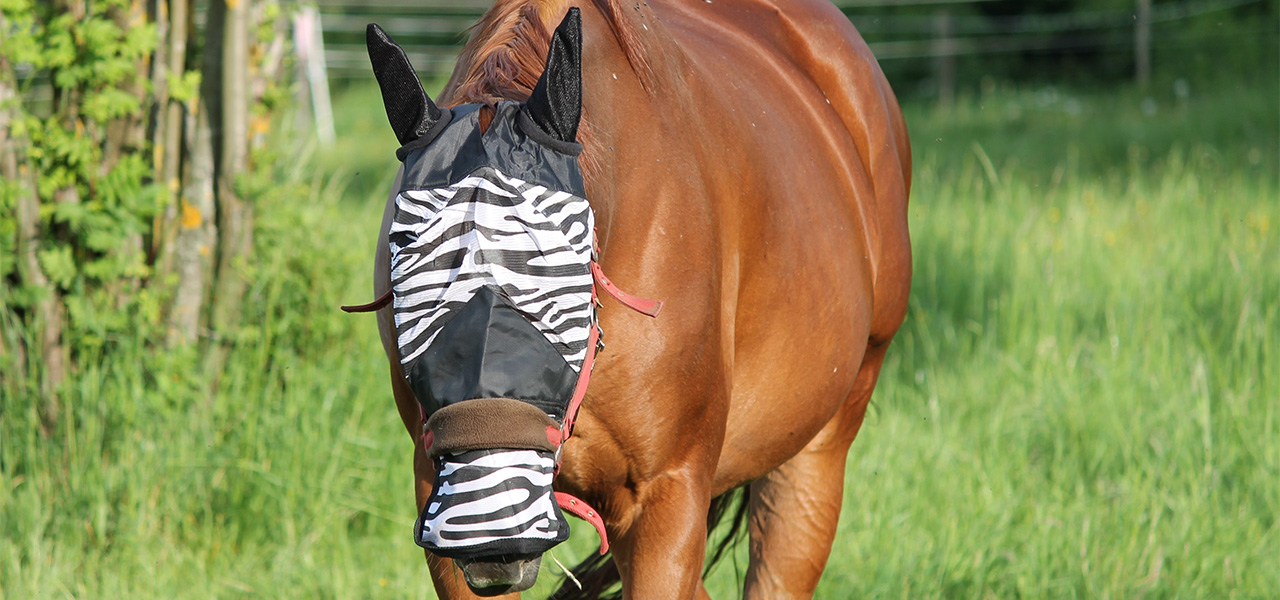 Pferd mit Fliegenmaske