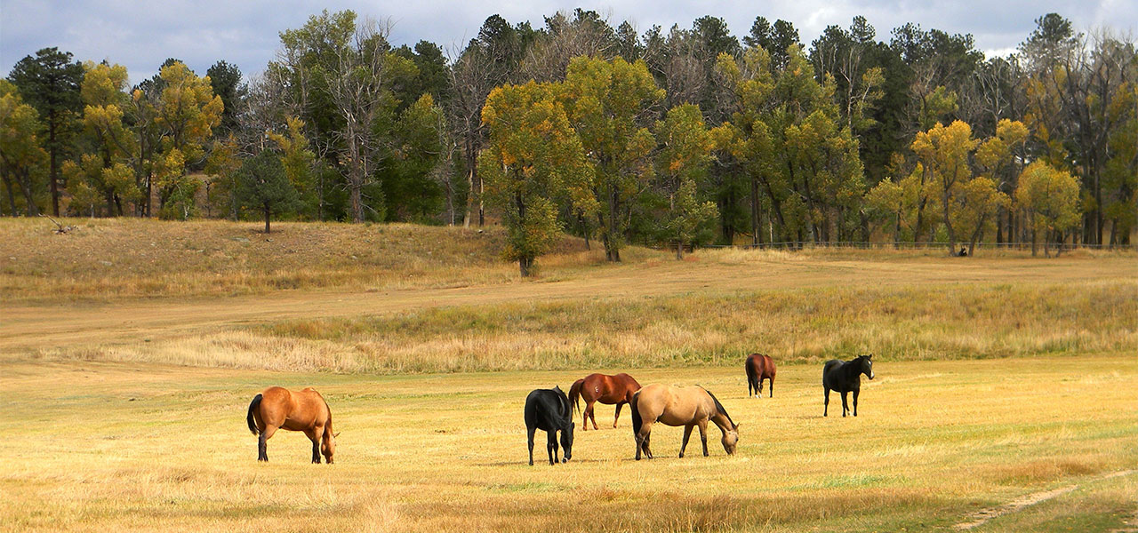 Schmuck aus Pferdehaar Angebot